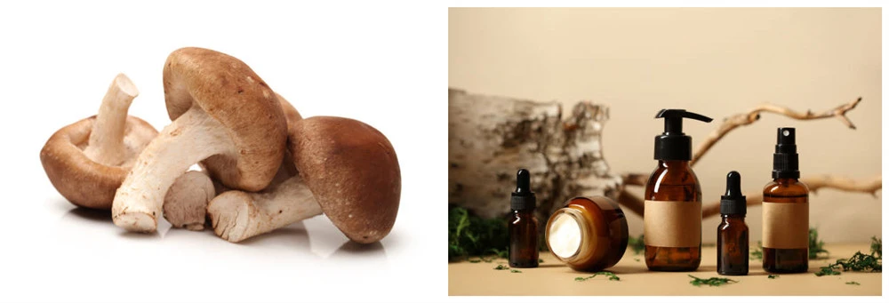 Application of Organic Shiitake Mushroom Extract Powder